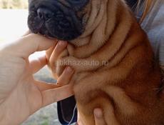 Французский бульдог