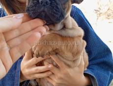 Французский бульдог