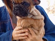 Французский бульдог