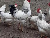 Продаются куры