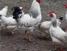 Продаются куры