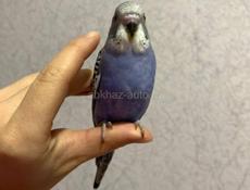 Волнистый попугай