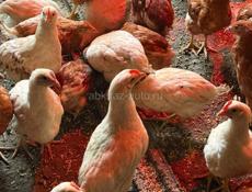 Цыплята 3 месячные 