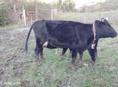 Продаются коровы 