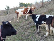 Продаются коровы 