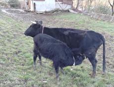 Продаются коровы 