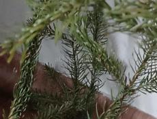 Посудамойщица 