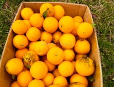 Продаю апельсины около 200 кг на сок  на сушку 