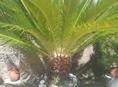 САГОВНИК (ПАЛЬМА) ,БОЛЬШОЙ И ПЫШНЫЙ 