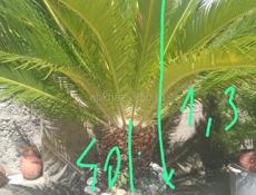 САГОВНИК (ПАЛЬМА) ,БОЛЬШОЙ И ПЫШНЫЙ 