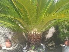САГОВНИК (ПАЛЬМА) ,БОЛЬШОЙ И ПЫШНЫЙ 
