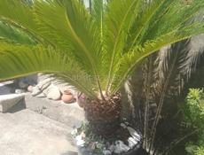 САГОВНИК (ПАЛЬМА) ,БОЛЬШОЙ И ПЫШНЫЙ 