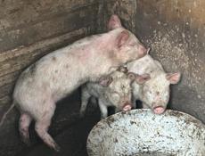 Продам поросята 