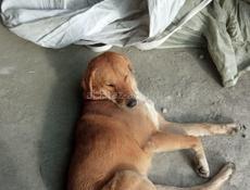 Хозяин забери Спасли 