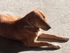 Хозяин забери Спасли 