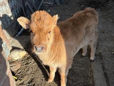 Продаю бычка