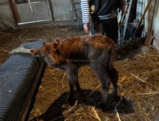 Продам бычка 