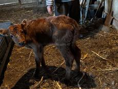 Продам бычка 