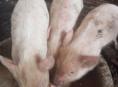 Продаются поросята 