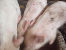 Продаются поросята 