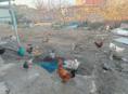 Петухи от 2,5кг