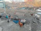 Петухи от 2,5кг