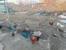 Петухи от 2,5кг