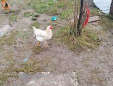 Петухи от 2,5кг