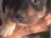 Отдаем щенков