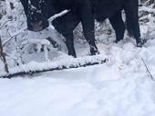 Продаётся бык на масо 