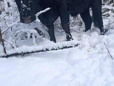 Продаётся бык на масо 