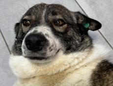 Отдам малышку в хорошие руки 