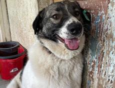 Отдам малышку в хорошие руки 