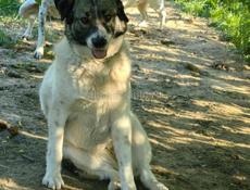 Отдам малышку в хорошие руки 