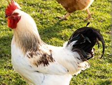 Продам петухов 