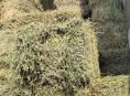 Сено люцерна 