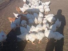 Продаем домашних курей