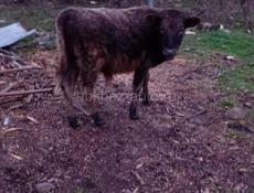 Продажа бычка