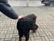 Отдам в добрые руки 