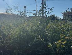 Продаю саженцы серебристого эвкалипта.Рост от 1.20 -1.79