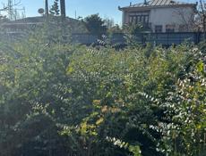 Продаю саженцы серебристого эвкалипта.Рост от 1.20 -1.79