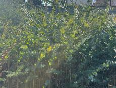 Продаю саженцы серебристого эвкалипта.Рост от 1.20 -1.79