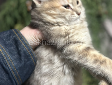 Отдаем котят в добрые руки 