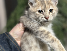 Отдаем котят в добрые руки 