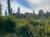 Участок Звандрипш вдоль дороги!!!!