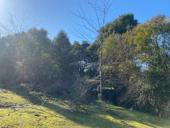 Участок 50 соток 