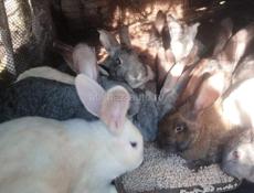 Прадою кроликов 