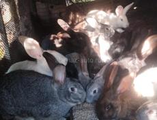 Прадою кроликов 