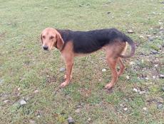 пропала собака 