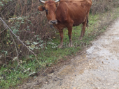 Хорошая корова срочно 